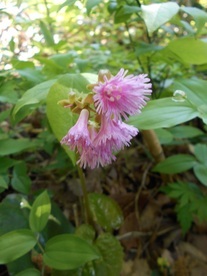 写真：赤坂平に咲くイワカガミの花
