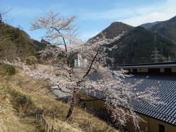 写真：遊歩道と桜の木