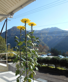 写真：菊と紅葉した山々