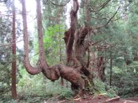 写真：立山山麓の巨木（タテヤマスギ）