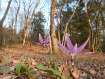 写真：静かに咲くカタクリの花