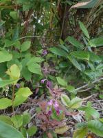 写真：三角点の周りに咲くママコナの花
