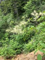 写真：崖に咲くトリアシショウマ