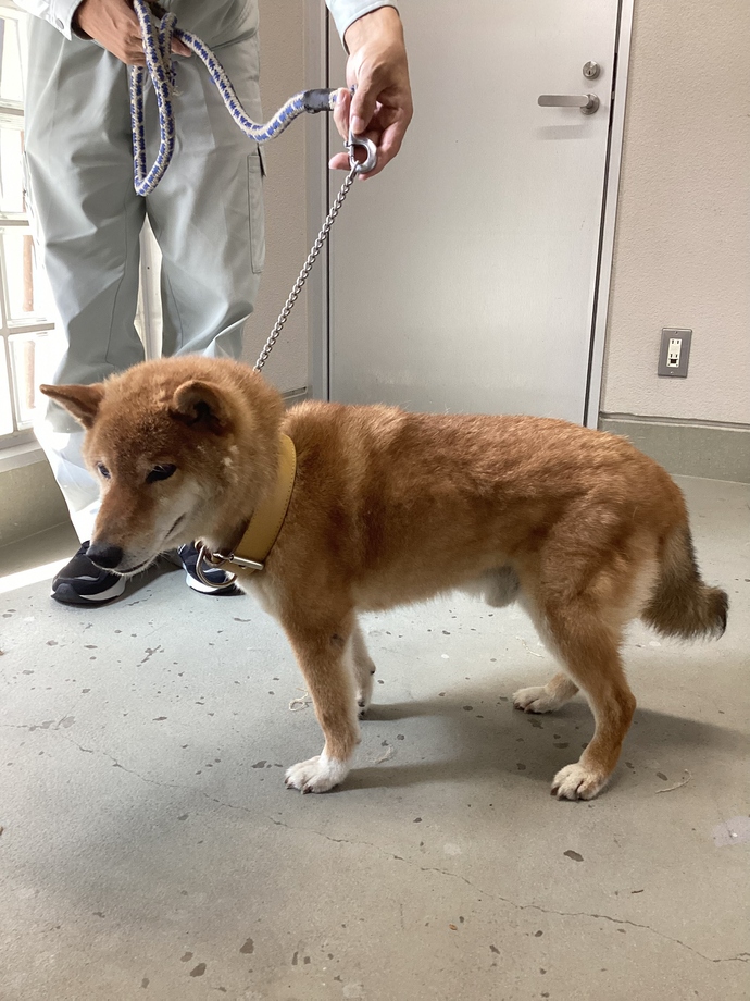 犬
