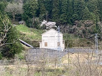 写真：中地山発電所と桜の木