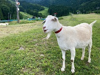 写真：あわすのスキー場のヤギ