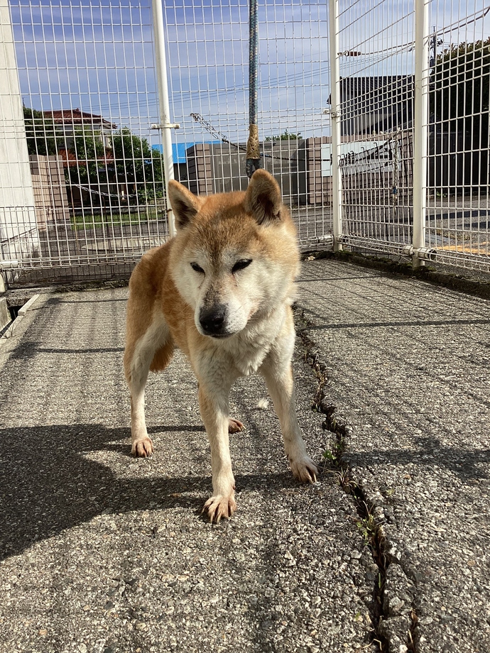 迷い犬