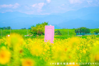 写真（花畑）