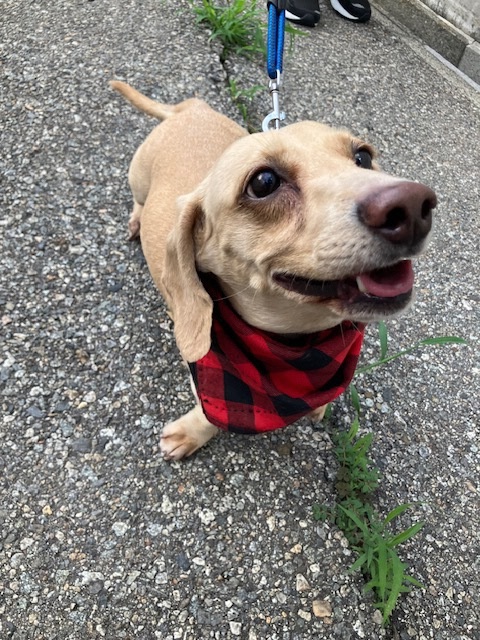 犬1