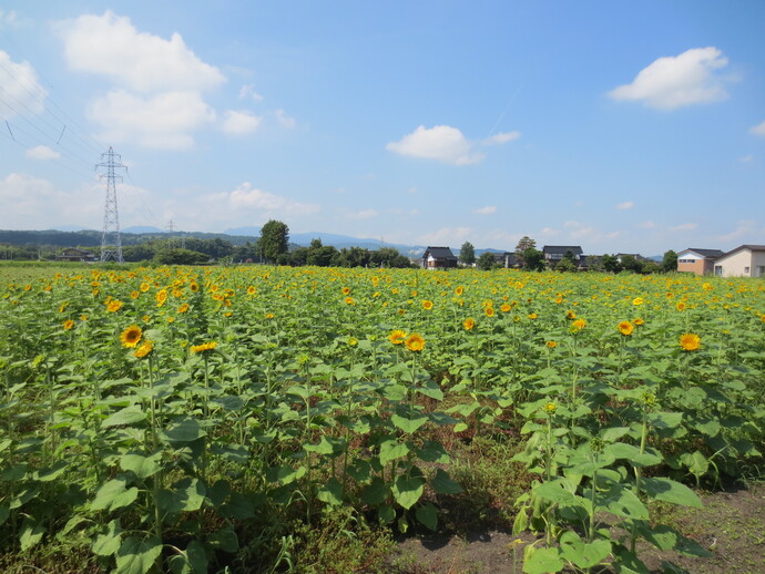 令和7年度取り組み状況(富山市八尾町滅鬼他地内)8月25日現在