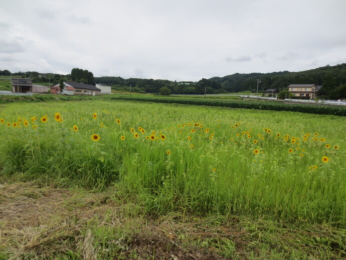 八尾町三田地内