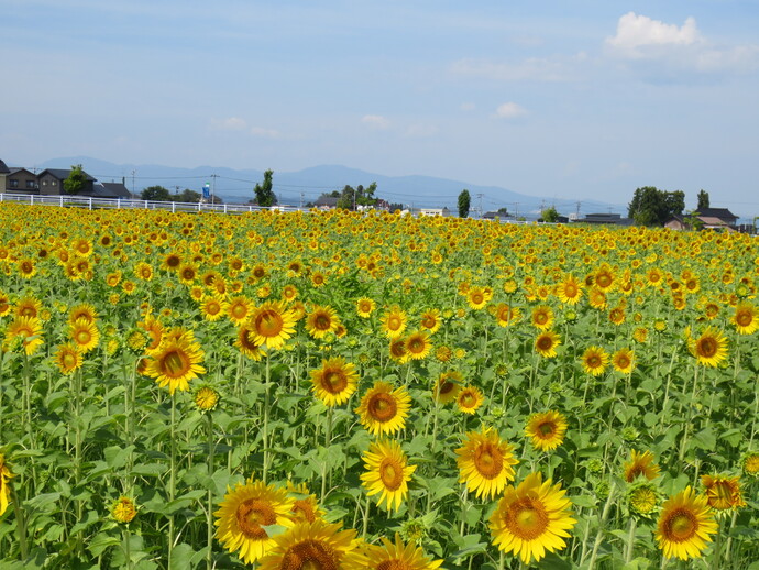 田畠地内