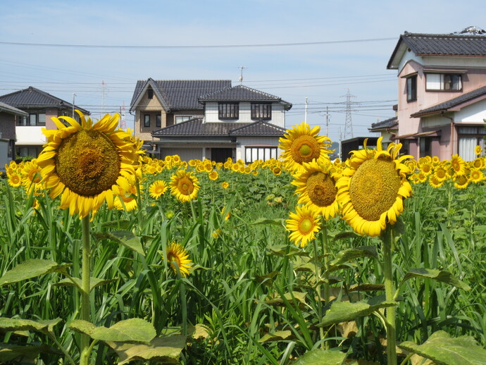 高田大坪割地内
