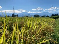 大山上野から見た稲穂と山々の風景