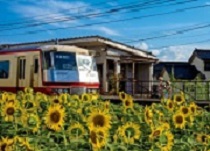写真：富山地方鉄道布市駅近くに咲くヒマワリ