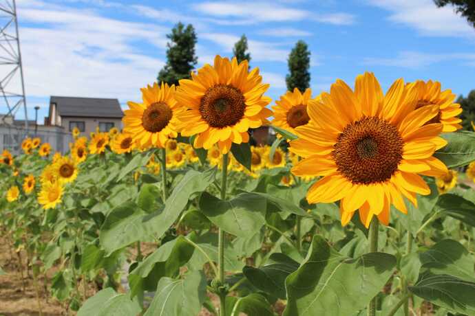 城東ふれあい公園での満開の様子