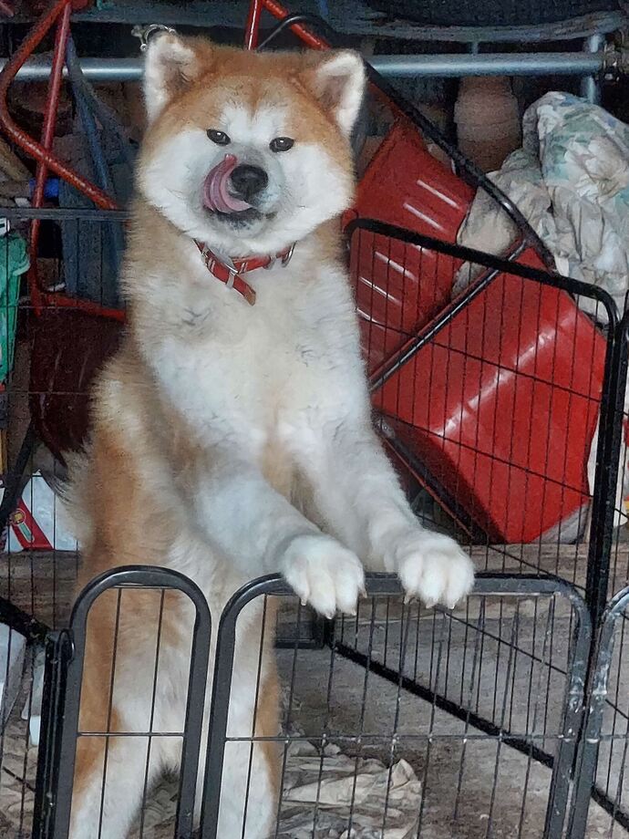 犬1