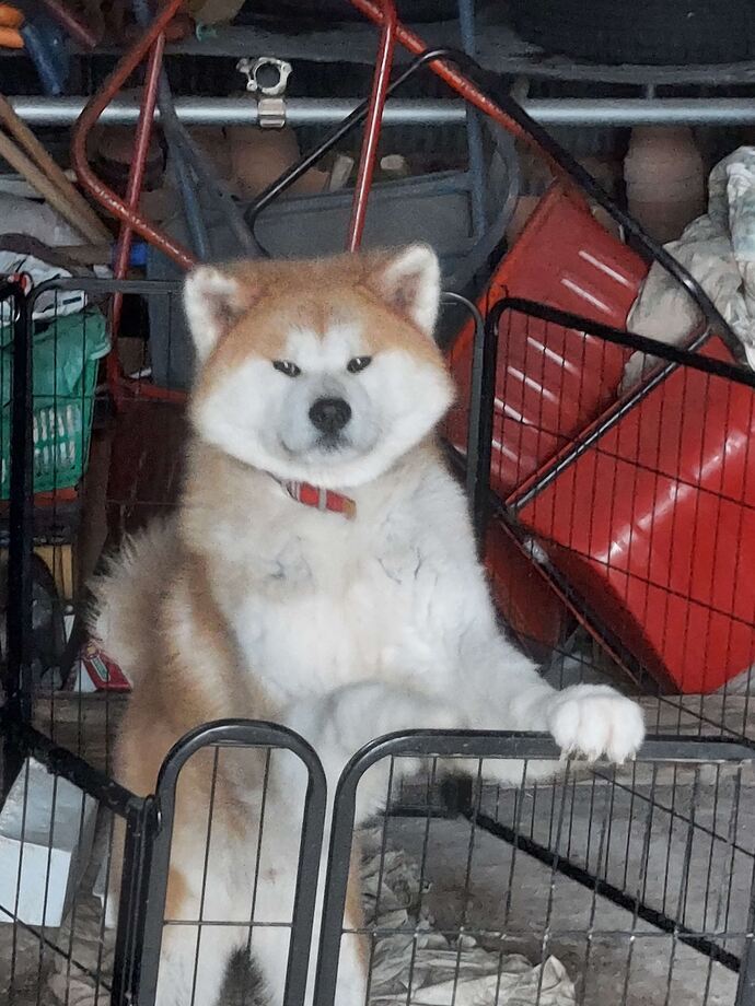 犬2