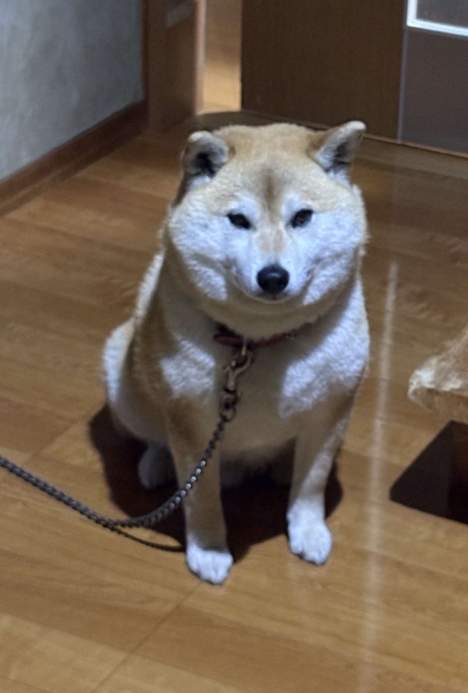 犬2