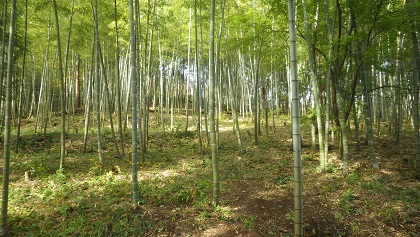 写真:整備された竹林