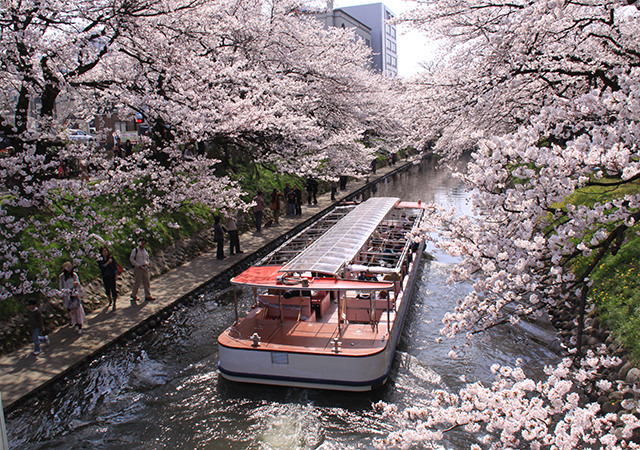 写真：松川の桜