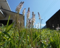 写真:資料館横に咲いているツルボの花