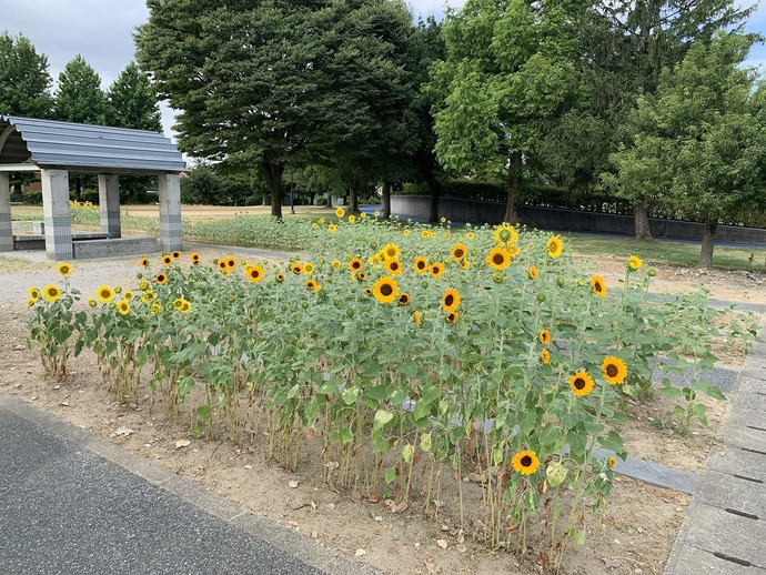 8月5日