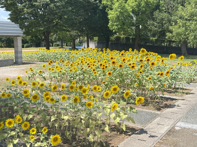 8月8日 城東ふれあい公園 ヒマワリ