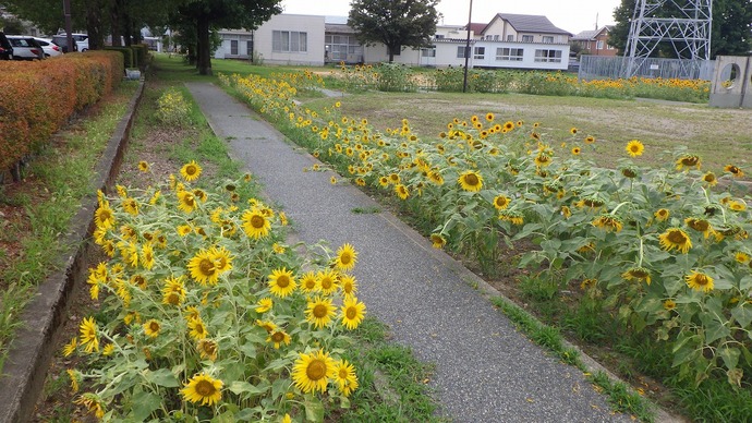 8月15日 城東ふれあい公園 ヒマワリ