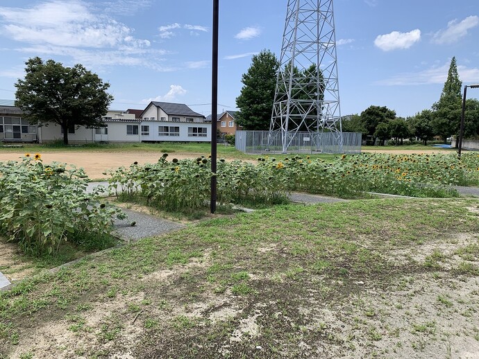 8月19日 城東ふれあい公園 ヒマワリ畑