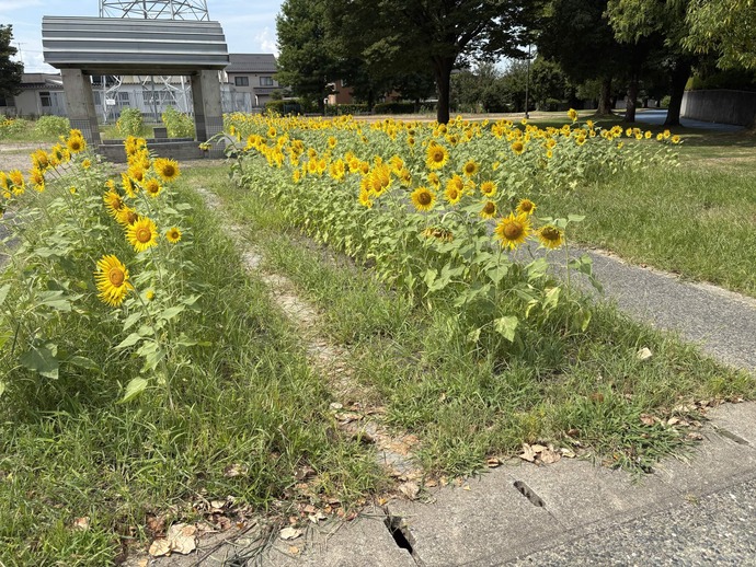 8月20日　城東ふれあい公園　ヒマワリ畑