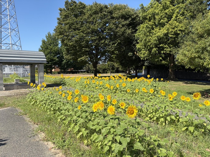 8月14日　城東ふれあい公園　ヒマワリ畑