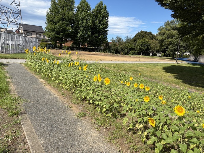 8月12日　城東ふれあい公園　ヒマワリ畑