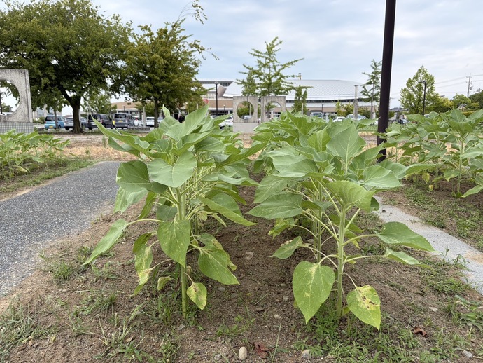 7月30日　城東ふれあい公園　ヒマワリ畑