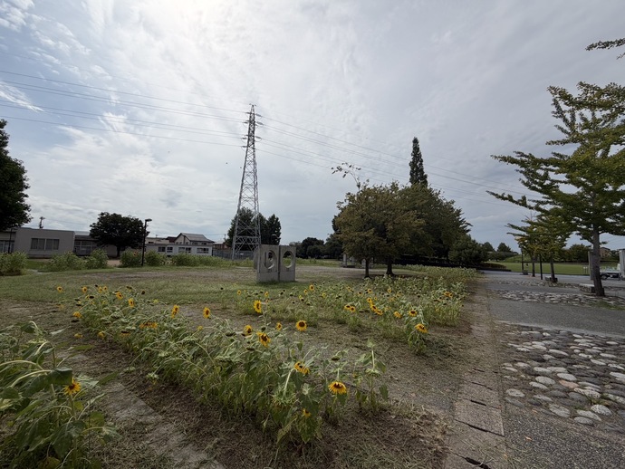 8月28日　城東ふれあい公園　ヒマワリ畑