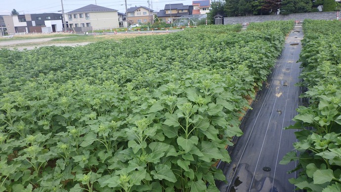 8月1日
