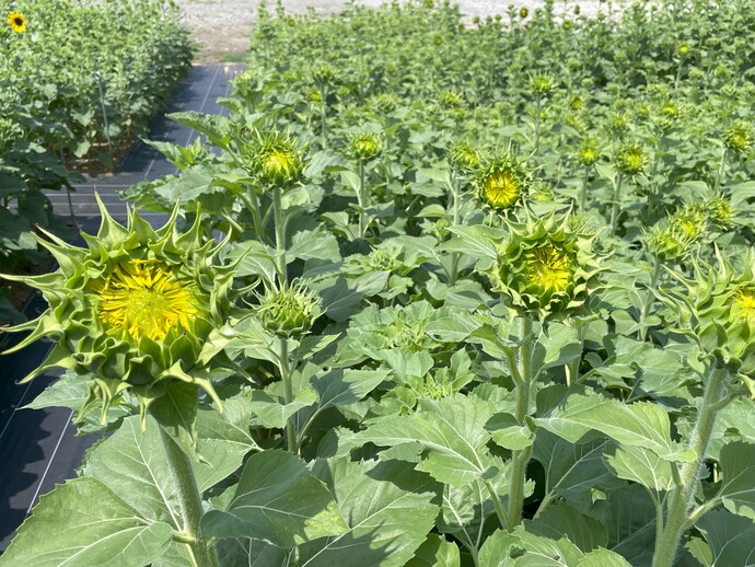 8月8日 天正寺公園予定地 ヒマワリ畑