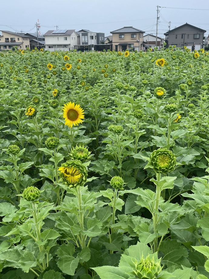 8月10日 天正寺公園予定地 ヒマワリ畑