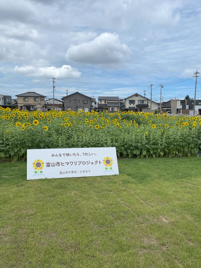 8月13日 天正寺公園予定地 ヒマワリ畑