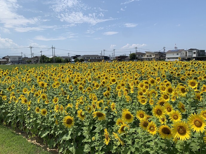 8月19日 天正寺公園予定地 ヒマワリ畑