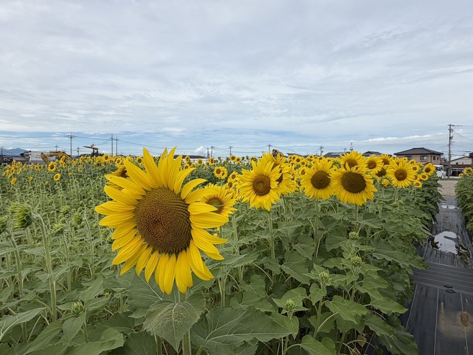 8月17日 天正寺公園予定地　ヒマワリ畑