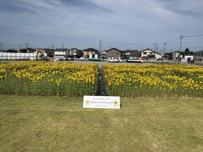 8月20日 天正寺公園予定地　ヒマワリ畑