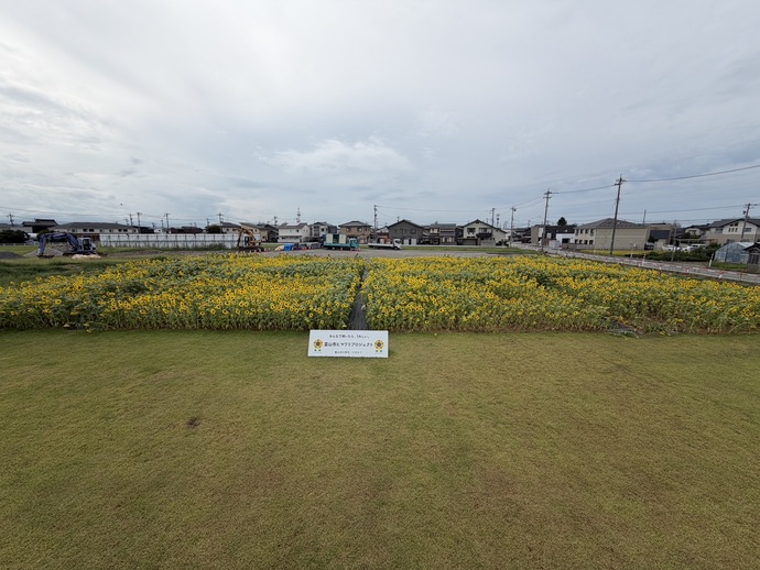 8月28日 天正寺公園予定地　ヒマワリ畑