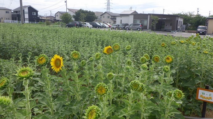 8月5日