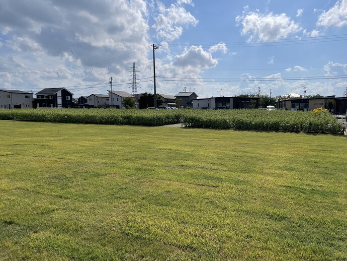 8月8日 和合公園予定地 ヒマワリ畑