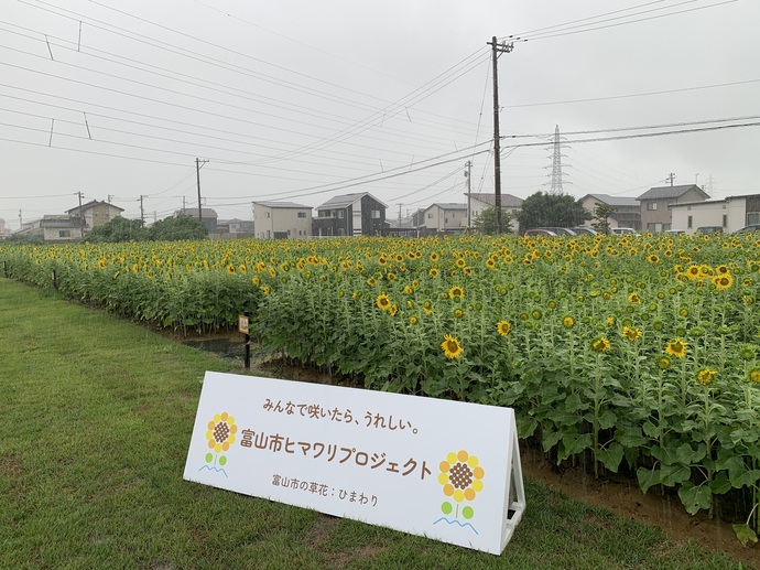 8月12日 和合公園予定地 ヒマワリ畑