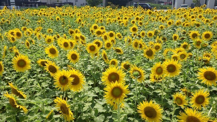 8月19日 和合公園予定地 ヒマワリ畑