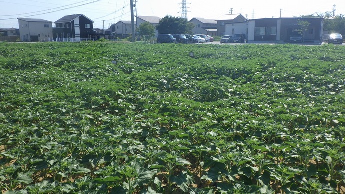 7月29日