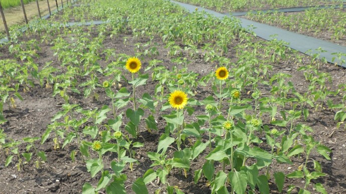 8月19日 水橋西公園予定地 ヒマワリ畑