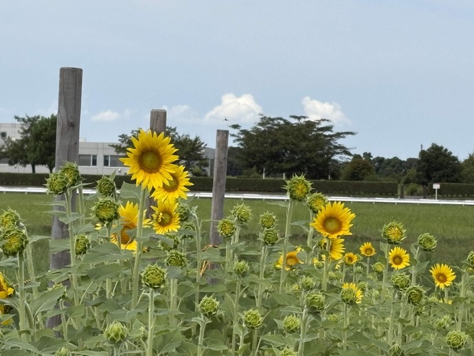 8月20日